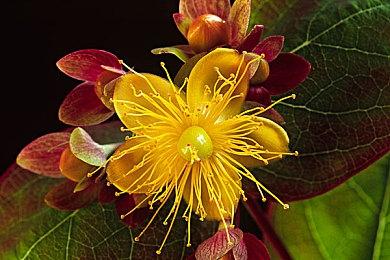 传闻：《龙珠Z：电光火石4》配音工作正在进行中